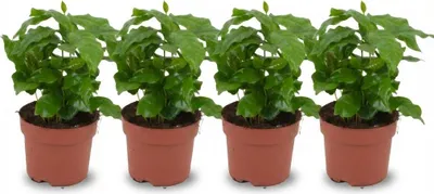 Obrázek produktu pro Kávovník Coffea Arabica, 4 rostliny, průměr 12 cm, výška 25 cm, tropická pokojová rostlina