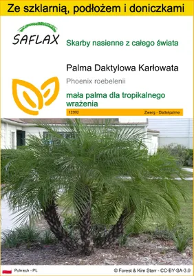 Zdjęcie produktu dla SAFLAX - Zestaw do uprawy - Palma Daktylowa Karłowata - 25 Nasiona - Z mini szklarnią, podłożem uprawowym i 2 doniczkami - Phoenix roebelenii