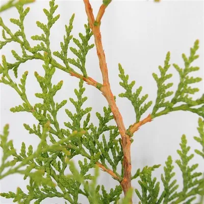 A close-up view of a branch with green foliage and a brown stem.