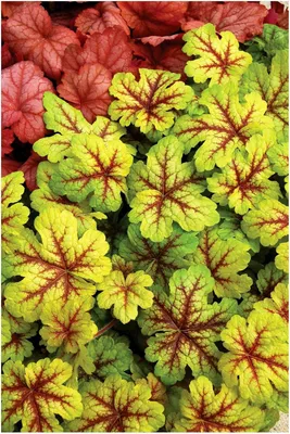 Produktbild von Stauden Gänge 3 x Heucherella Hybride 'Alabama Sunrise' im 1 Liter Topf - Purpurglöckchen / Heuchera - Gold, Orange, Rot – ein Blättertraum