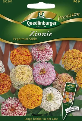 Produktbild von Zinnien Pepermint Sticks | Zinniensamen von Quedlinburger