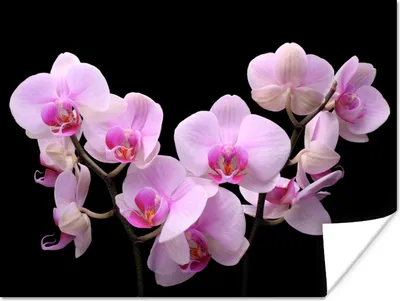 Produktbild von MuchoWow® Poster Orchidee - Blumen - Rosa - Flora 160x120 cm - Foto Plakat