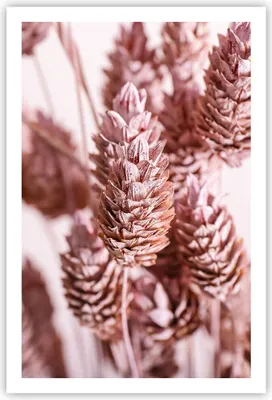 Produktbild von Poster - Poster ohne Rahmen - Getrocknet Blume Eco - 61x91,5 cm - Wand Bild - Wanddeko - Wandbilder - Kunstposter - Wandposter - Bilder - Kunstdruck - Wanddekoration - Wandbild - P2XPA61x91-4912