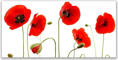 Produktbild von Tulup Leinwand-Bilder 120x60 Wandbild Canvas Kunstdruck Mohnblumen Pflanzen