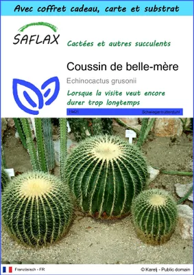 Image de SAFLAX Ensemble-cadeau - Coussin de belle-mère - 40 graines - Echinocactus