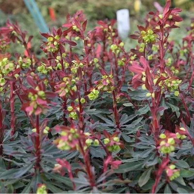 Obrázek produktu pro 6 x mléč mandlový - Euphorbia amygdaloides 'Purpurea' | Květináč 9 cm x 9 cm