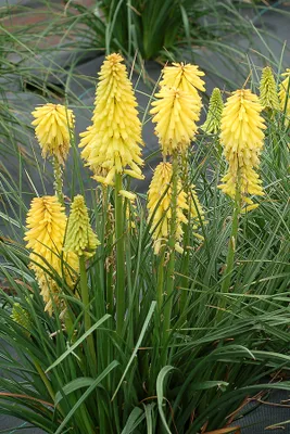 Produktbild von Stauden Gänge 3 x Kniphofia Kollektion - Fackellilie - Hingucker der den ganzen Sommer über bis tief in den Herbst hinein blüht - Dauerblüher