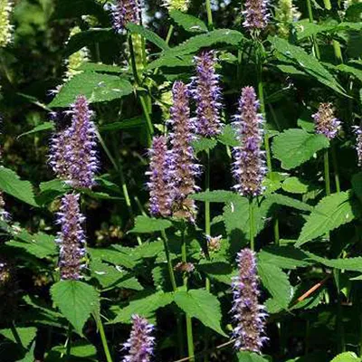 Produktbild von 6 x Runzelige Duftnessel - Agastache 'Blue Fortune'  | Topf 9cm x 9cm