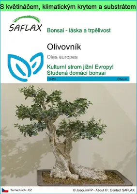 Obrázek produktu pro SAFLAX Garden to go - olivovník - Olea europea - 20 Semena - S květináčem, klimatickou poklicí a pěstebním substrátem
