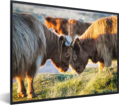 Produktbild von MuchoWow® MuchoWow® Gerahmtes Poster Schottische Hochlandrind - Tiere - Sonne 80x60 cm - Poster mit zchwarzem Bilderrahmen - Schwarzem - Mit Gestell