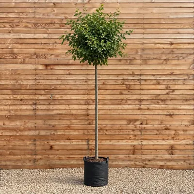 Produktbild von Kugelulme Umbraculifera, Stammhöhe 225 cm, Stammumfang 8-10 cm - Ulmus minor Kugelbaum