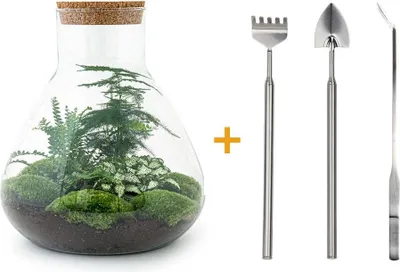 Immagine prodotto di Terrario fai da te - Sam Xl - ↕ 35 cm