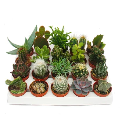 Produktbild von Kakteen und Sukkulenten – Starter-Set XXL – 20 verschiedene Pflanzen in einem 5,5-cm-Topf