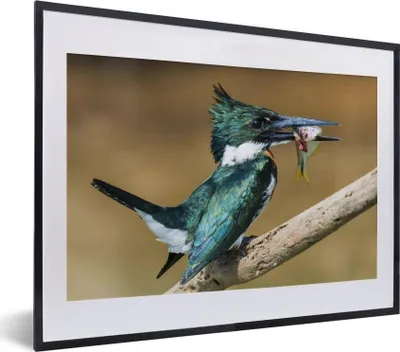 Produktbild von MuchoWow® MuchoWow® Gerahmtes Poster Vogel - Fisch - Zweig 40x30 cm - Poster mit zchwarzem Bilderrahmen - Bilderrahmen - Poster im Rahmen