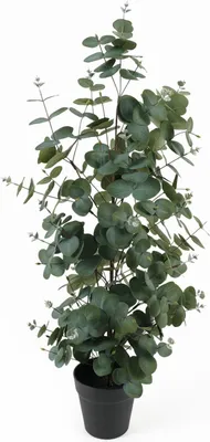 Obrázek produktu pro Umělý eukalyptus v květináči EDEN, 78 cm