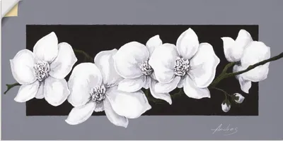 Produktbild von ARTland Wandbild, selbstklebend Weiße Orchideen Größe: 150x75 cm