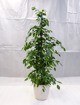 Produktbild von [Palmenlager] - XL Ficus benjamini "Exotica" 140 cm // Zimmerpflanze