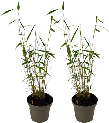 Two potted bamboo plants are shown against a white background.
