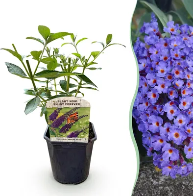 Image de Green boutiQ - Tuinplant - Buddleja davidii Empire Blue - Vlinderstruik - Winterhard - Blauw - 1 Plant - Pot 17cm - Hoogte 45cm