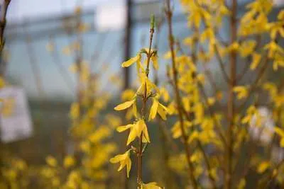 Zdjęcie produktu dla Forsycja int. spectabilis' - Goldilocks Pojemnik 60-80 cm