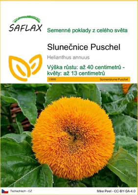 Obrázek produktu pro SAFLAX - Slunečnice Puschel - Helianthus annuus - 40 Semena