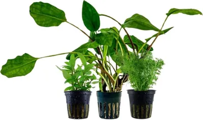 Produktbild von Pflanzen Set mit 3 Einsteiger Topf Aquarium Wasserpflanzen AquaOne Nr.235