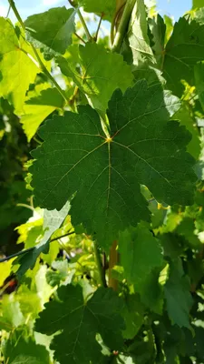 Image de Vitis vinifera 'Chasselas rose' / Vigne 'Chasselas rose'