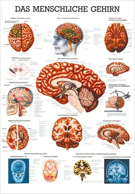 Produktbild von Gehirn Mini-Poster Anatomie 34x24 cm medizinische Lehrmittel