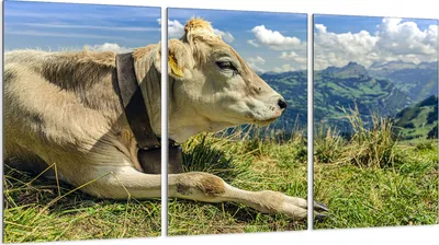 Produktbild von Glasschutzplatte für Herd 3x30x52
