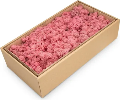 Produktbild von Islandmoos 500g in 30 Farben – Konserviertes Rentiermoos Natur, Farbe:Fuchsia