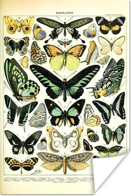 Produktbild von MuchoWow® Poster Tiere - Schmetterlinge - Grün 60x90 cm - Wanddekoration