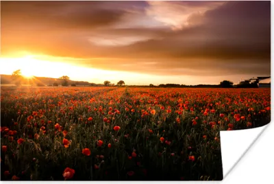 Produktbild von MuchoWow® Poster Sonnenuntergang über den Mohnblumen in England 180x120 cm - Fotoplakat