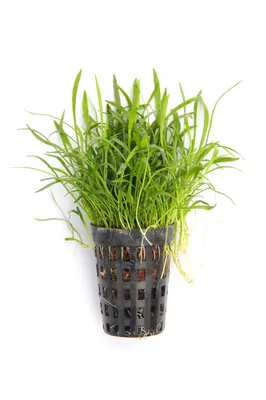 Produktbild von Lilaeopsis brasiliensis Brasilianische Graspflanze im Topf
