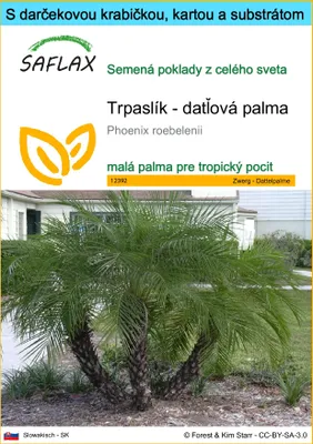 Obrázok produktu pre SAFLAX Darčeková sada - Trpaslík - datľová palma - Phoenix roebelenii - 25 Semená - S darčekovou krabičkou, prepravným štítkom, darčekovou kartou a pestovateľským médiom