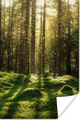 Produktbild von MuchoWow® Poster Bäume - Wald - Moos - Pflanzen - Sonne - Natur 40x60 cm - Plakate für die Wand - Poster Babyzimmer
