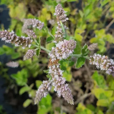 Image de Mentha x villosa / Menthe géante