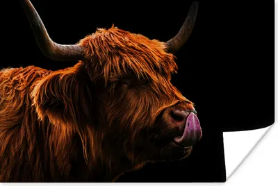 Produktbild von MuchoWow® Poster Schottischer Highlander - Zunge - Nase 120x80 cm - Bilder