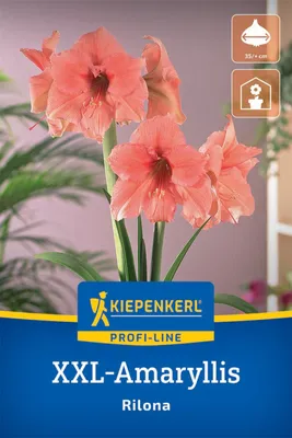 Produktbild von Kiepenkerl Amaryllis Rilona Hippeastrum hybrids 1 Zwiebel