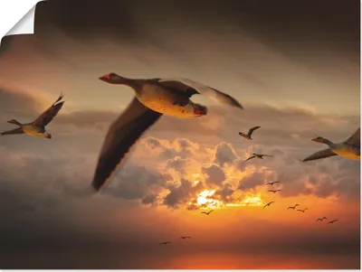 Produktbild von ARTland Poster Der Flug der Wildgänse... Größe: 60x45 cm