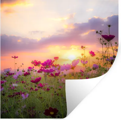Produktbild von MuchoWow® Wandtattoo Wandsticker Wandaufkleber Blumen - Rosa - Sonnenuntergang - Natur - Wiese - Horizont 30x30 cm Selbstklebend und Repositionierbar - Repositionierbar - Wasser abweisend