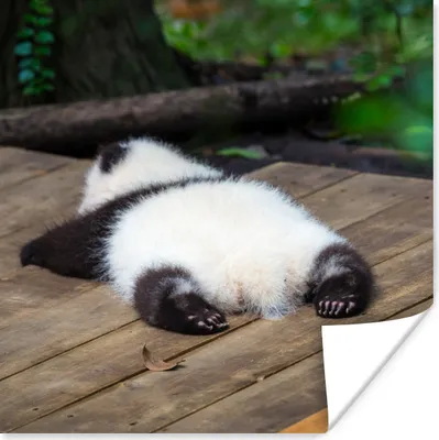 Produktbild von MuchoWow® Poster Tier - Panda - Schlafend 75x75 cm - Wand Dekoration