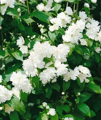 Produktbild von Philadelphus 'Schneesturm', Duftjasmin, weiß, 80–100 cm