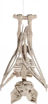 Produktbild von Verrottetes Skelett Fledermaus mit aufklappbaren Flügeln 27 cm