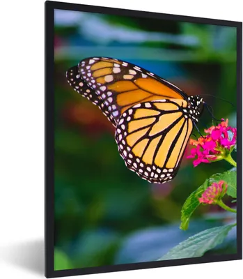 Produktbild von MuchoWow® Gerahmtes Poster Schmetterlinge - Blume - Natur 60x80 cm - Poster mit Schwarzem Bilderrahmen Wandposter Rahmen Foto Bilder - Premium - Wanddeko Wohnzimmer