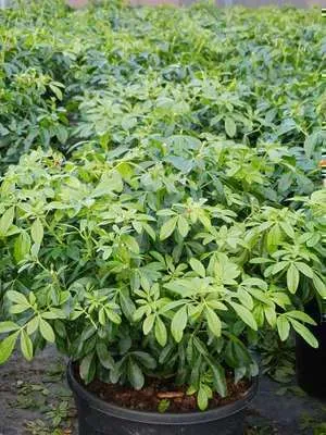 Zdjęcie produktu dla Choisya ternata - Orangenblume 25- 30 cm Pojemnik