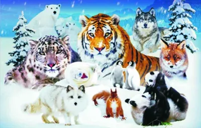 Produktbild von TischSet 3 D Wintertiere, Platzset 2erSet Platzdeckchen Poster Bilder Tier