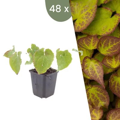 Image de Plants by Frank | 48 Plantes de fleur des elfes 'Frohnleiten' | Epimedium x perralchicum 'Frohnleiten' | Couvre-sol rustique | Plantes vivaces | Plantes de jardin