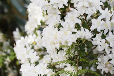 Produktbild von Rhododendron obtusum 'Schneesturm', Azalee, weiß, 25–30 cm