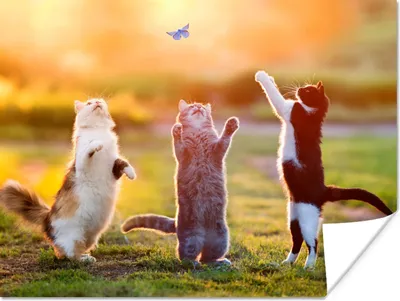 Produktbild von MuchoWow® Poster Katzen - Schmetterling - Sonnenuntergang - Gras - Natur 160x120 cm - Foto Plakat
