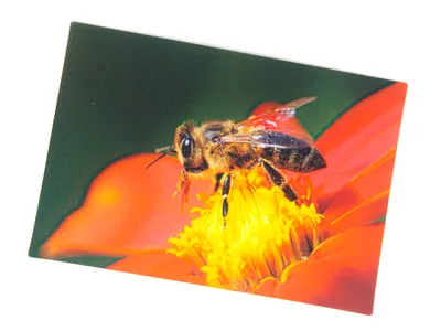 Produktbild von 3 D Ansichtskarte Biene, Postkarte Wackelkarte Hologrammkarte Tiere Tier Bienen Blüte